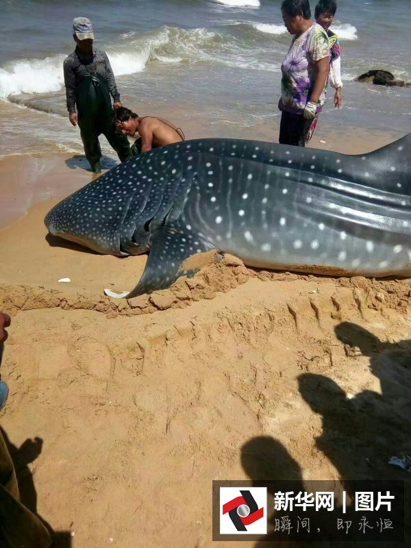 山东渔民在近海捕获1.5吨重搁浅鲸鲨
