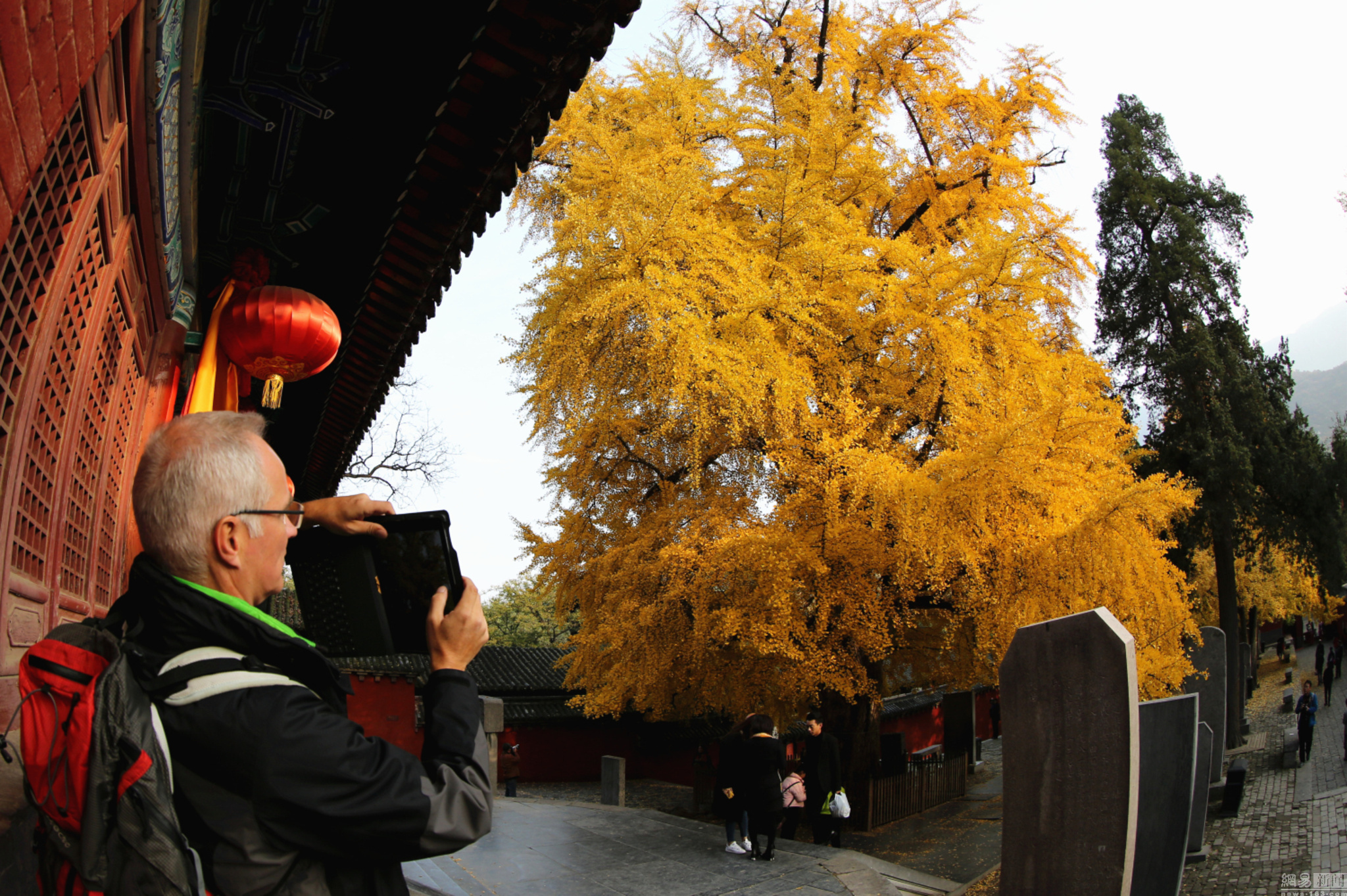 少林寺千年银杏一片金黄 已有1500年历史