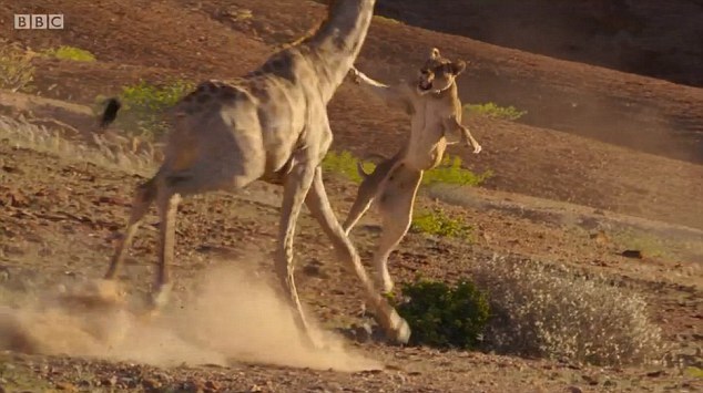纪录片展现狂野自然 狮子被长颈鹿狂踩