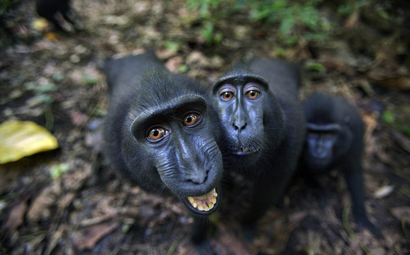 印尼猕猴面对镜头调皮摆拍微笑卖萌