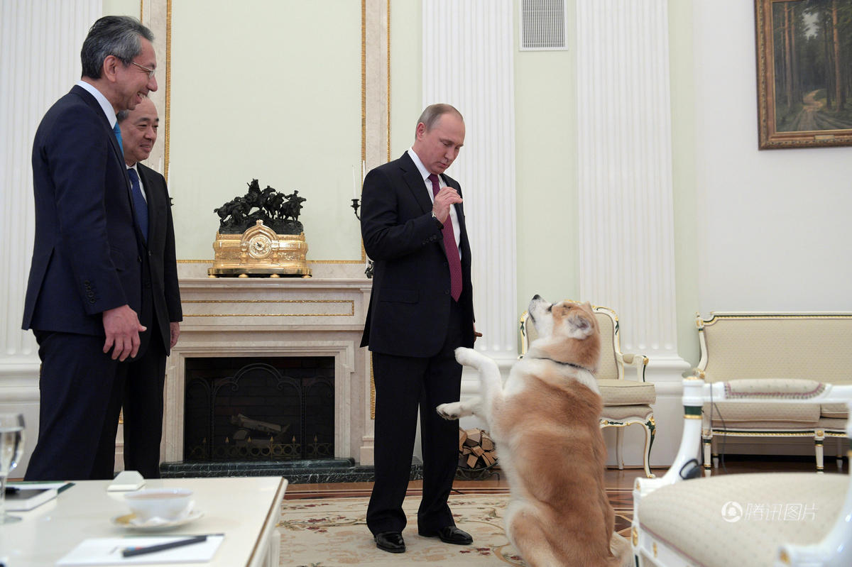 日俄“狗狗外交” 日本向普京再赠犬遭拒