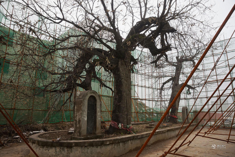 城中村拆迁 村民自建“防护罩”保护百年古树
