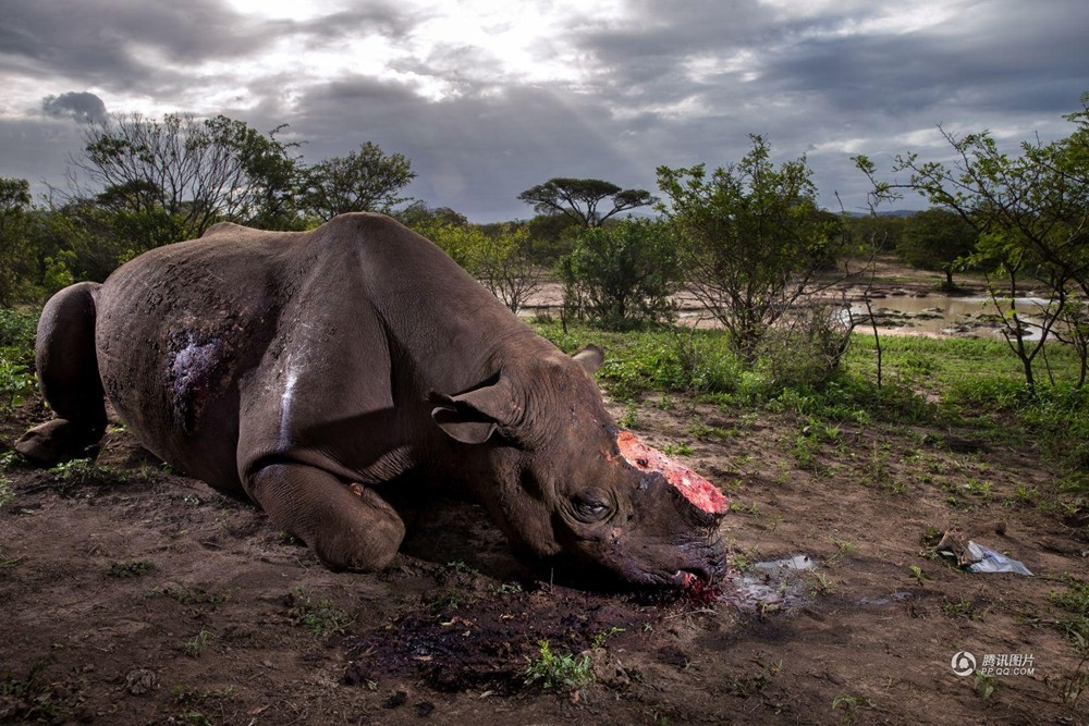 荷赛自然类组照一等奖 南非犀牛保卫之战
