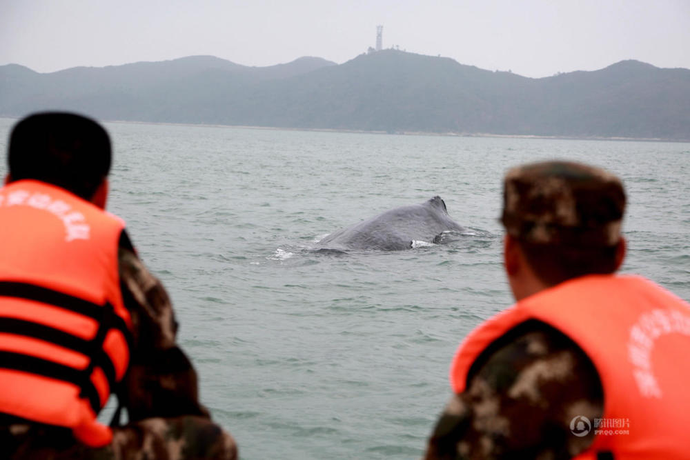 深圳海域出现一条12米长抹香鲸 被渔网网住