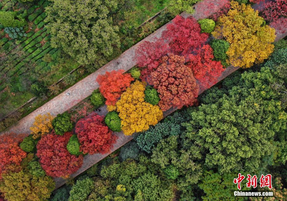 南京紫金山“色彩斑斓”迎来最美季