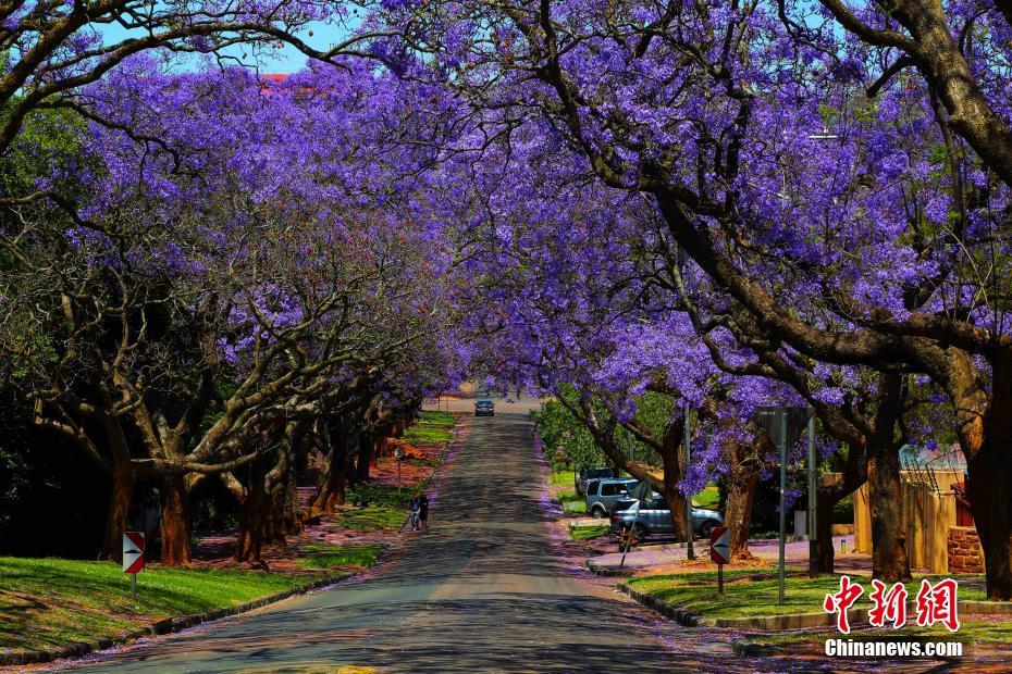 南非入春迎来蓝花楹最佳观赏期