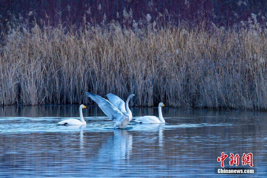 青海黄河岸边吸引大批天鹅越冬