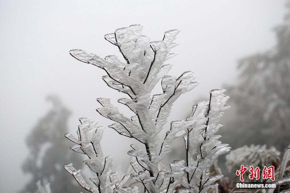 广西环江万亩草甸现雾凇 游客体验“冰雪奇缘”