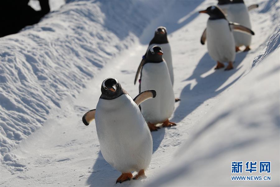 冰城哈尔滨 企鹅玩雪萌
