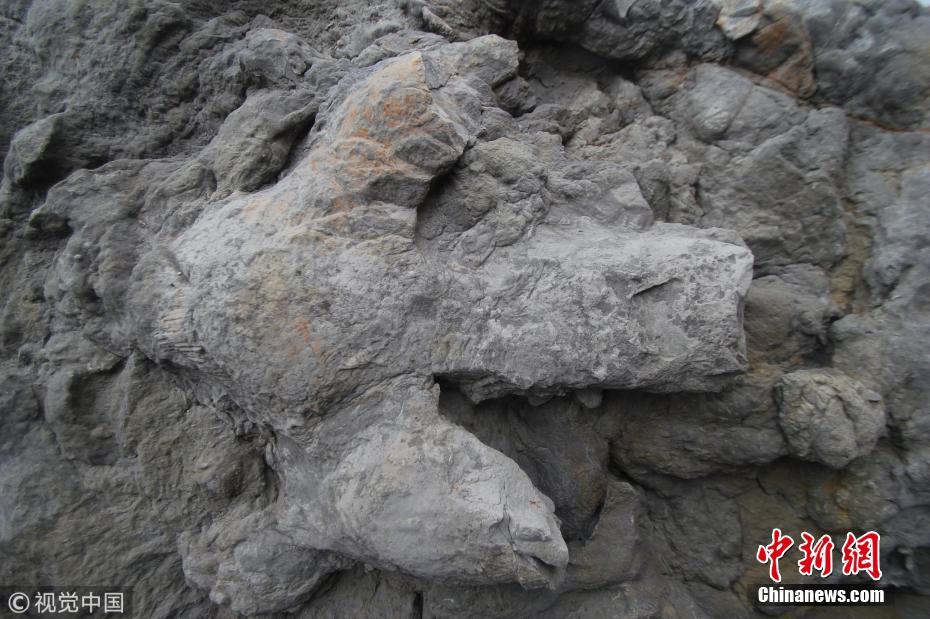 英国发现大量保存完好恐龙脚印化石 细节清晰可见