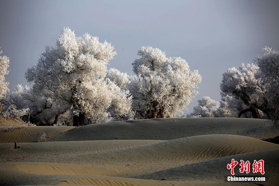新疆塔克拉玛干沙漠胡杨雾凇美景迷人