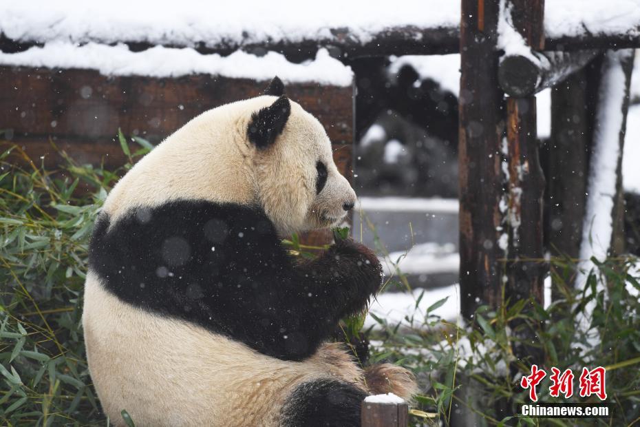 安徽合肥迎降雪 大熊猫雪中尽情玩耍