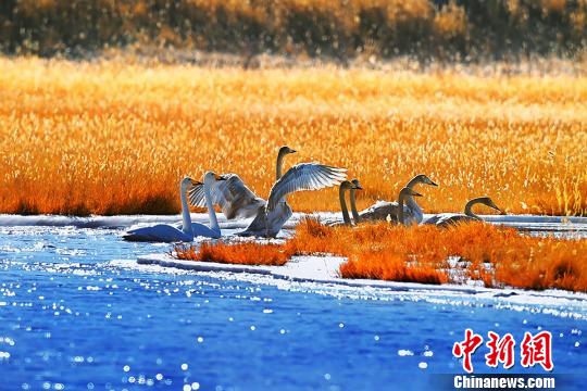 生态趋好 数百只天鹅在青海省格尔木湿地翩翩起舞
