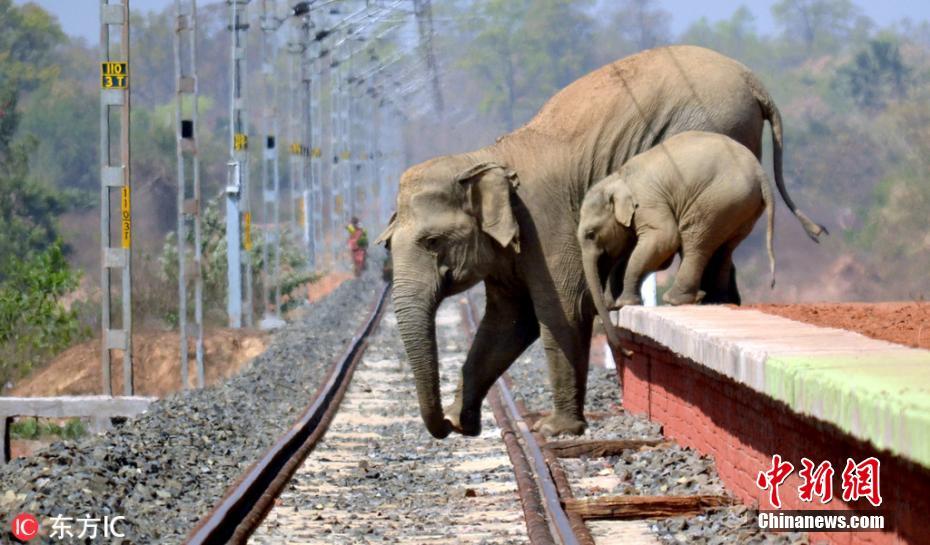 栖息地被隔断 印度大象被迫横穿铁轨