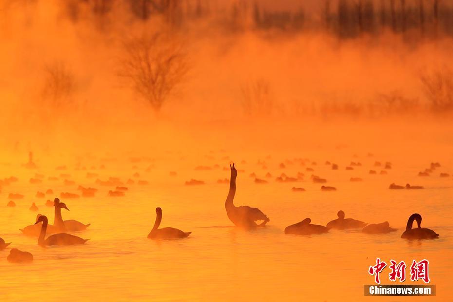 新疆天鹅泉缥缈雾气中天鹅起舞