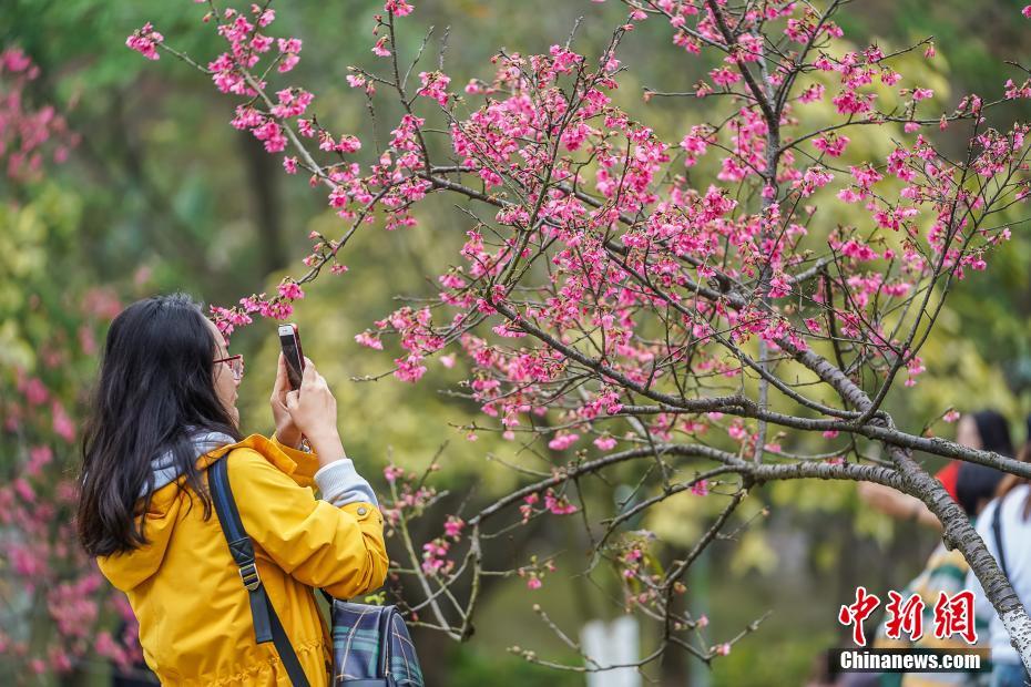 广西南宁樱花盛开吸引市民游客观赏