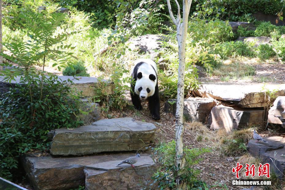 探访南半球的第一对大熊猫
