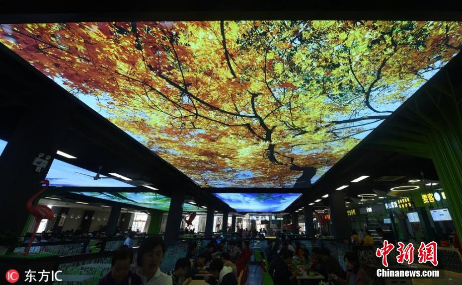 杭州一大学食堂变身“公园” “四季美景”抬头可见