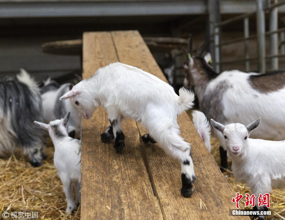 英国一农场里小羊羔爱上玩滑梯 上蹿下跳超开心