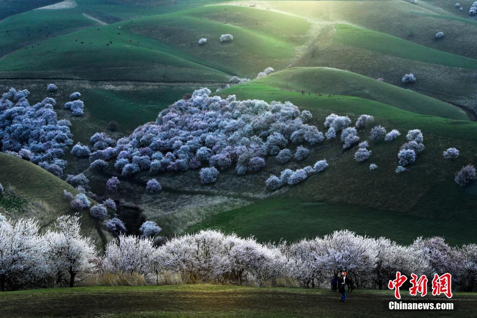 新疆新源县3万亩野杏花迎来观赏季