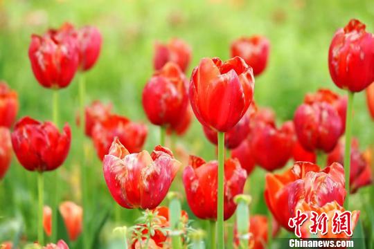 安徽合肥植物园春季花展 数十万株郁金香怒放
