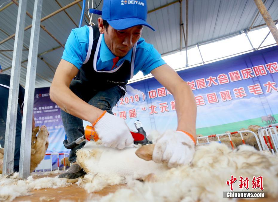 全国32名选手甘肃庆阳PK剪羊毛 动作娴熟不伤羊