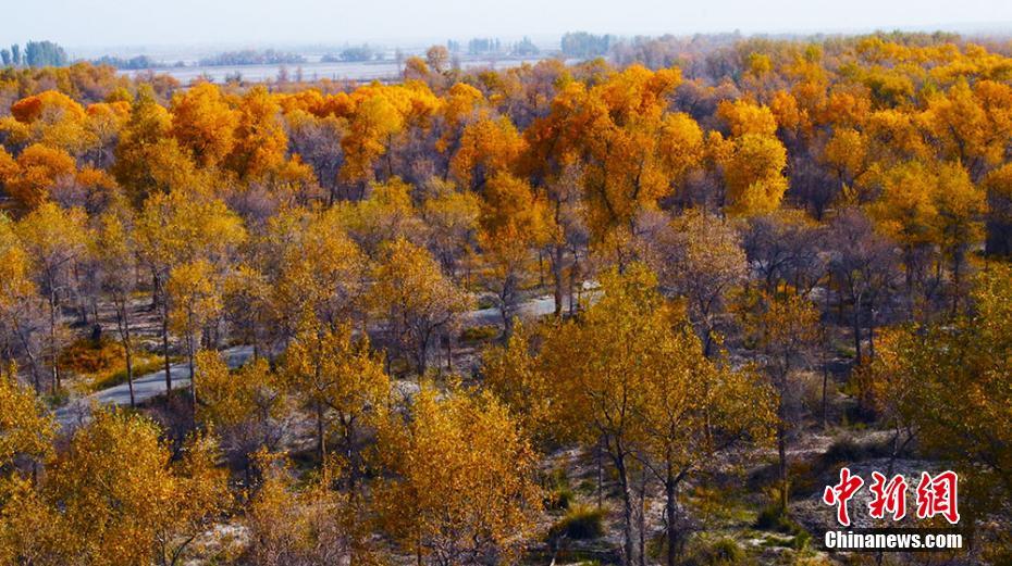 新疆阿瓦提县十月的胡杨林构成梦幻般金色世界