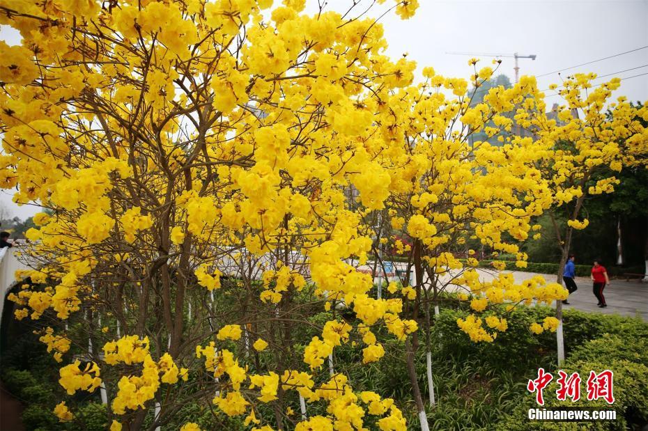广西钦州春暖花开香满城