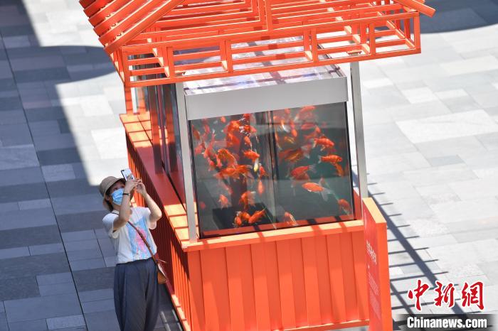 成都：大型鱼缸艺术装置亮相街头