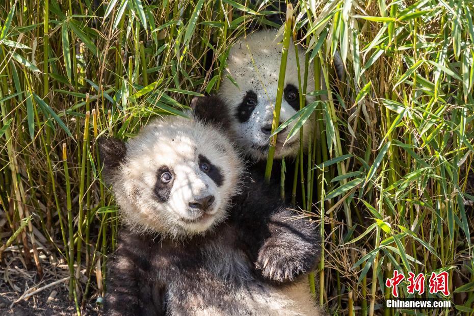 柏林大熊猫双胞胎体重已达22公斤 恢复每日与游客见面