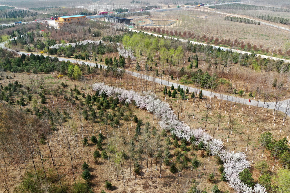 雄安新区造林面积已达41万亩