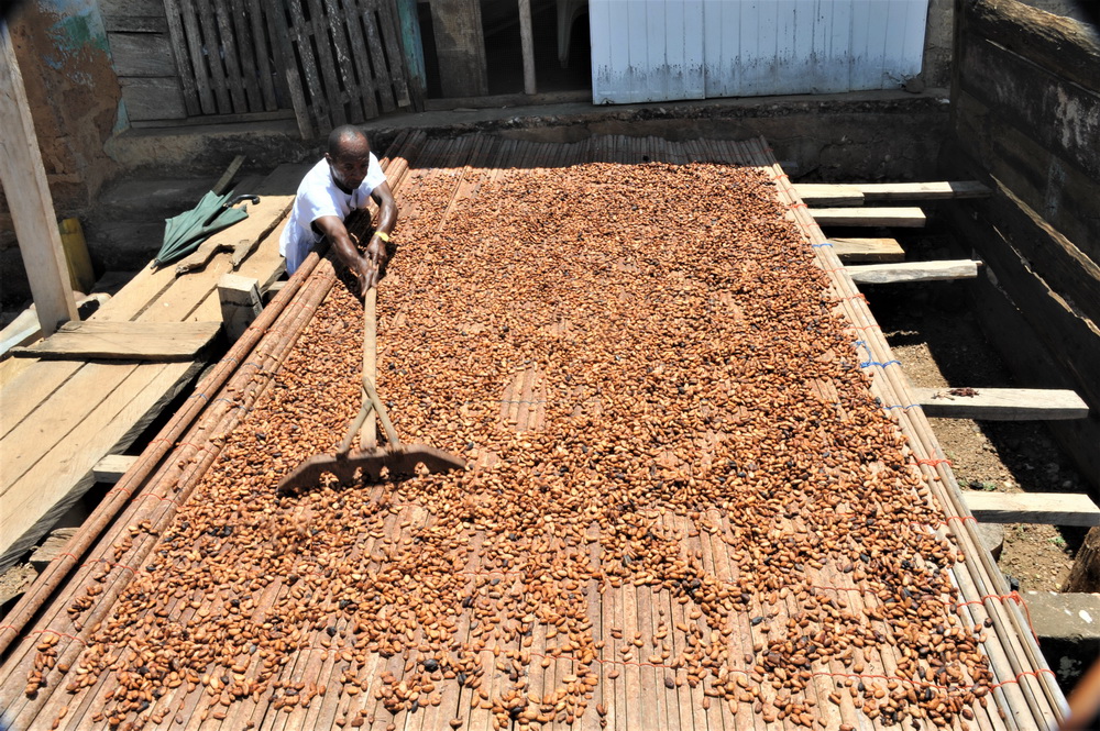 探访巧克力的故乡——加纳可可种植园