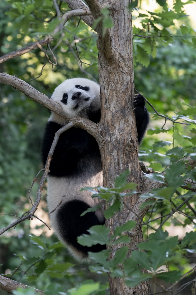 旅美大熊猫“小奇迹”与公众见面