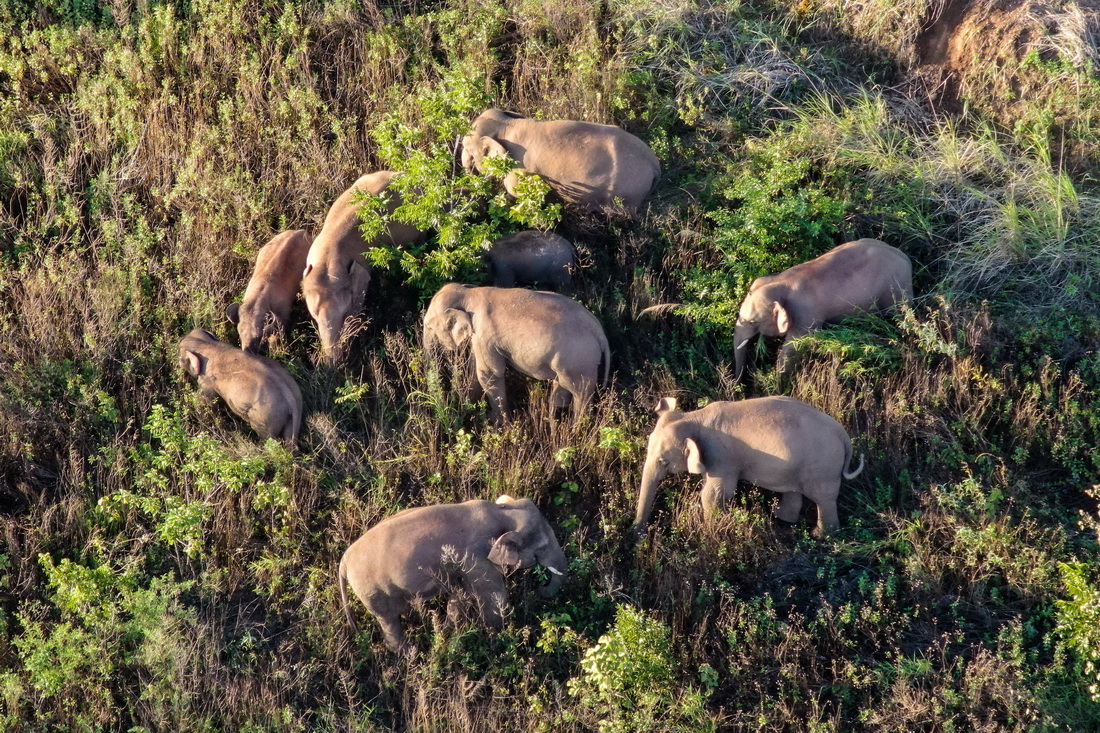 云南北移亚洲象群小范围活动 独象返回晋宁区