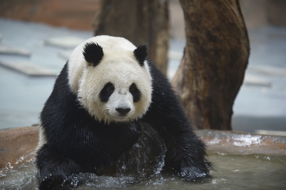 大熊猫“奇果”“园满”迎来5周岁生日会
