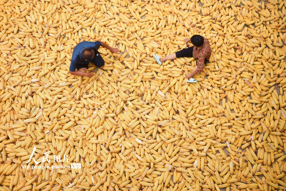山东郯城：10万亩春玉米喜获丰收