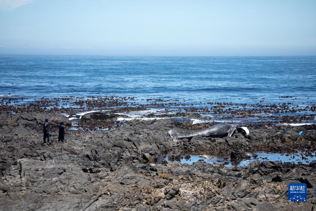 南非开普敦：清理海边鲸鱼尸体