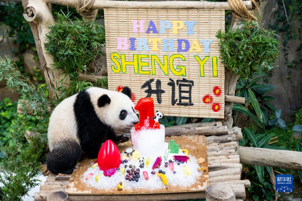 在马出生的大熊猫宝宝“升谊”庆祝一岁生日