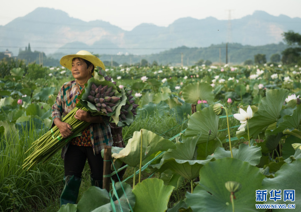 清爽一夏丨&ldquo;绕郭荷花&rdquo;今更盛，杭州兴起&ldquo;荷花热&rdquo;
